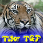 Tiger Gallery 